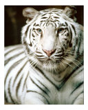 The Great White Tiger