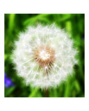 Fluffy Dandelion Clock
