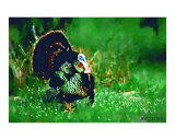 The Great Turkey