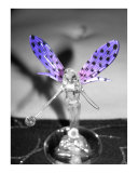 Ice Fairy