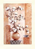 Cotton Blossom
