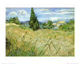 Wheatfield with Cypresses  c1889