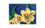 Open Tulips