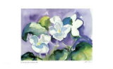 White Violet