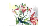 Lilies and Buds