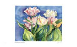 Luca`s Tulips
