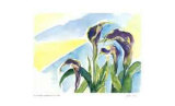 Sunlight / Calla Lilies