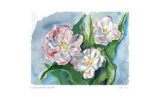 Three Blown Tulips