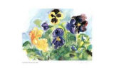 Blue Sky Pansies
