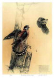 The Getaway - American Kestrel