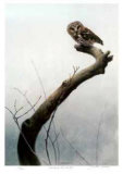 Wet Spring - Saw Whet Owl