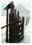 Borderline - Red Tailed Hawk