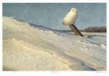 White Owl