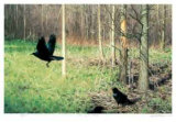 Crows by the Woods