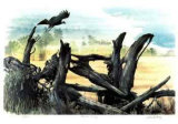 Hawk's Country