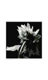 Untitled (big blossom)