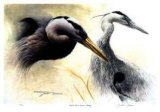 Great Blue Heron Study
