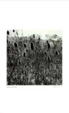 Untitled (thistle)
