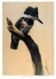 High Point - Belted King Fisher