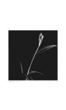 Untitled (Single Stalk)