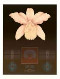 Orchid Matrix I