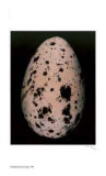 Egg I