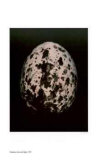 Egg II
