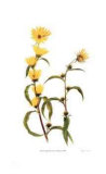 Maximilian`s Sunflower