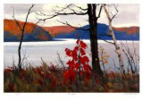 Red Maple