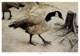 Another Goose