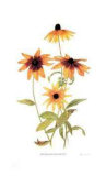 Gloriosa Daisy Family