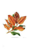 Southern Magnolia