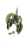 Hardy Kiwi