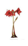 Dwarf Amaryllis