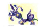 Floating Iris