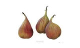 Three Figs