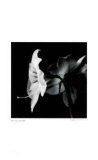 Untitled (flower with long stamen)