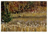 Hidden Pond