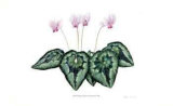 Cyclamen Neopolitanum