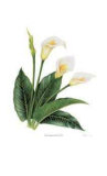 Calla Lily