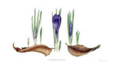 Transitions; Crocus