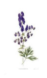Monkshood
