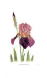 Old Garden Iris