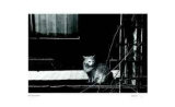 Untitled - Cat