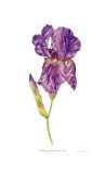 Arilbred Iris `Humohr`