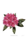 Rhododendron Nova Zembla