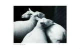 3 Sheared Sheep