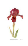 Dwarf Bearded Iris