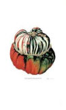 Turk`s Turban Squash III