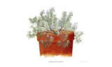 Trailing Lavender
